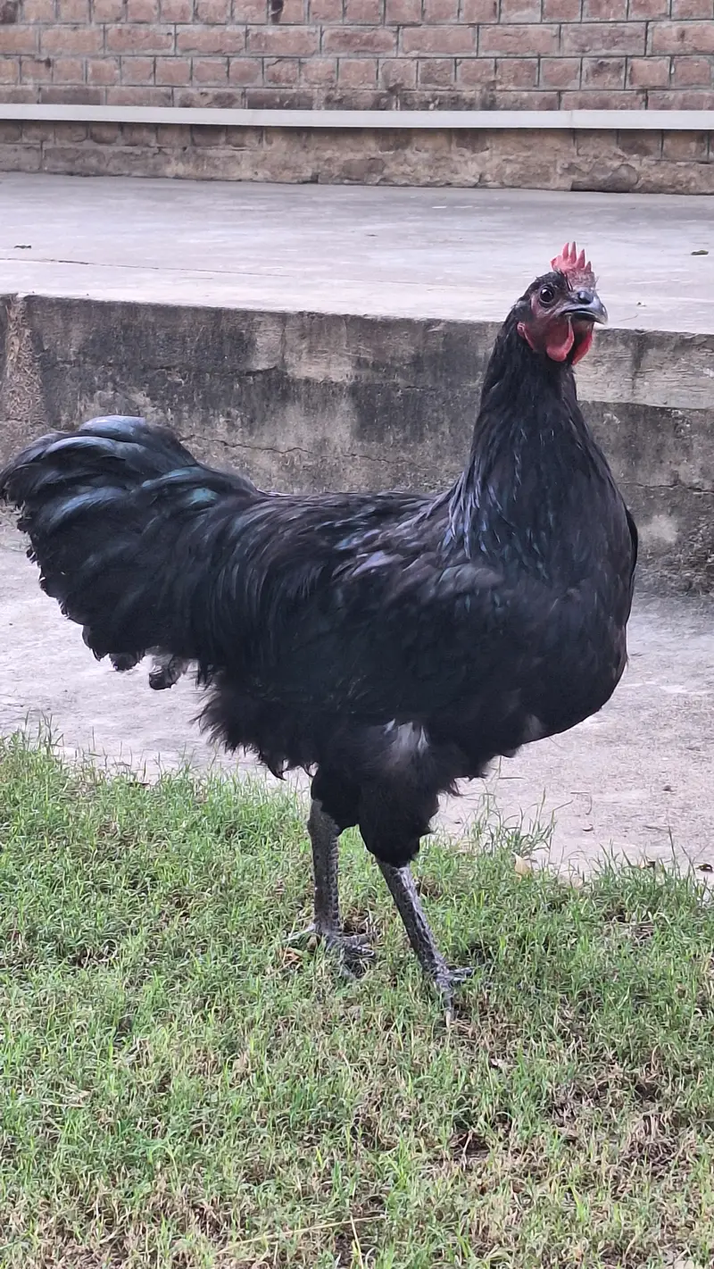 Australorp Heritage Breeders for sale — photo 7