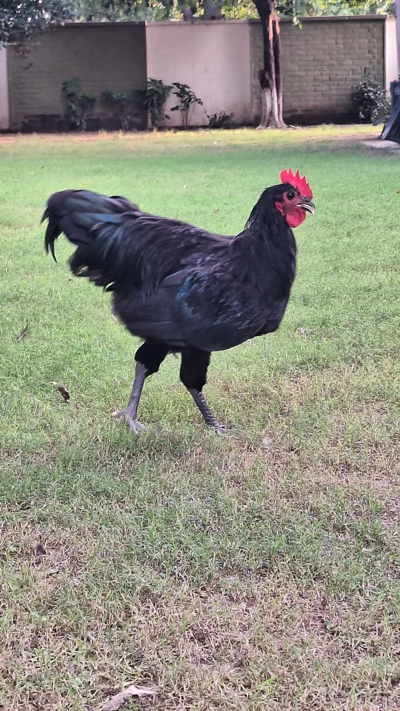 Australorp Heritage Breeders for sale — photo 8