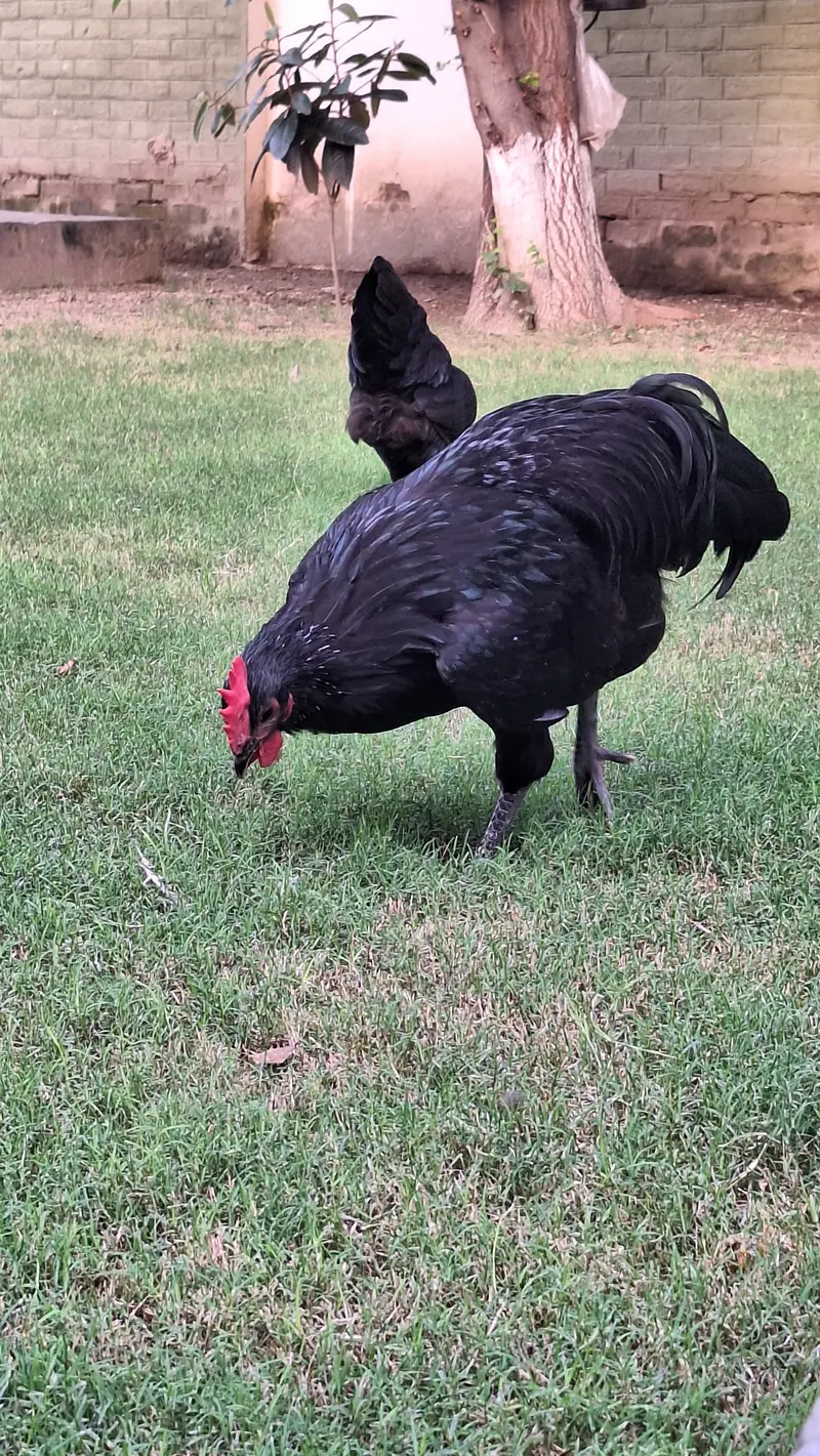 Australorp Heritage Breeders for sale — photo 9