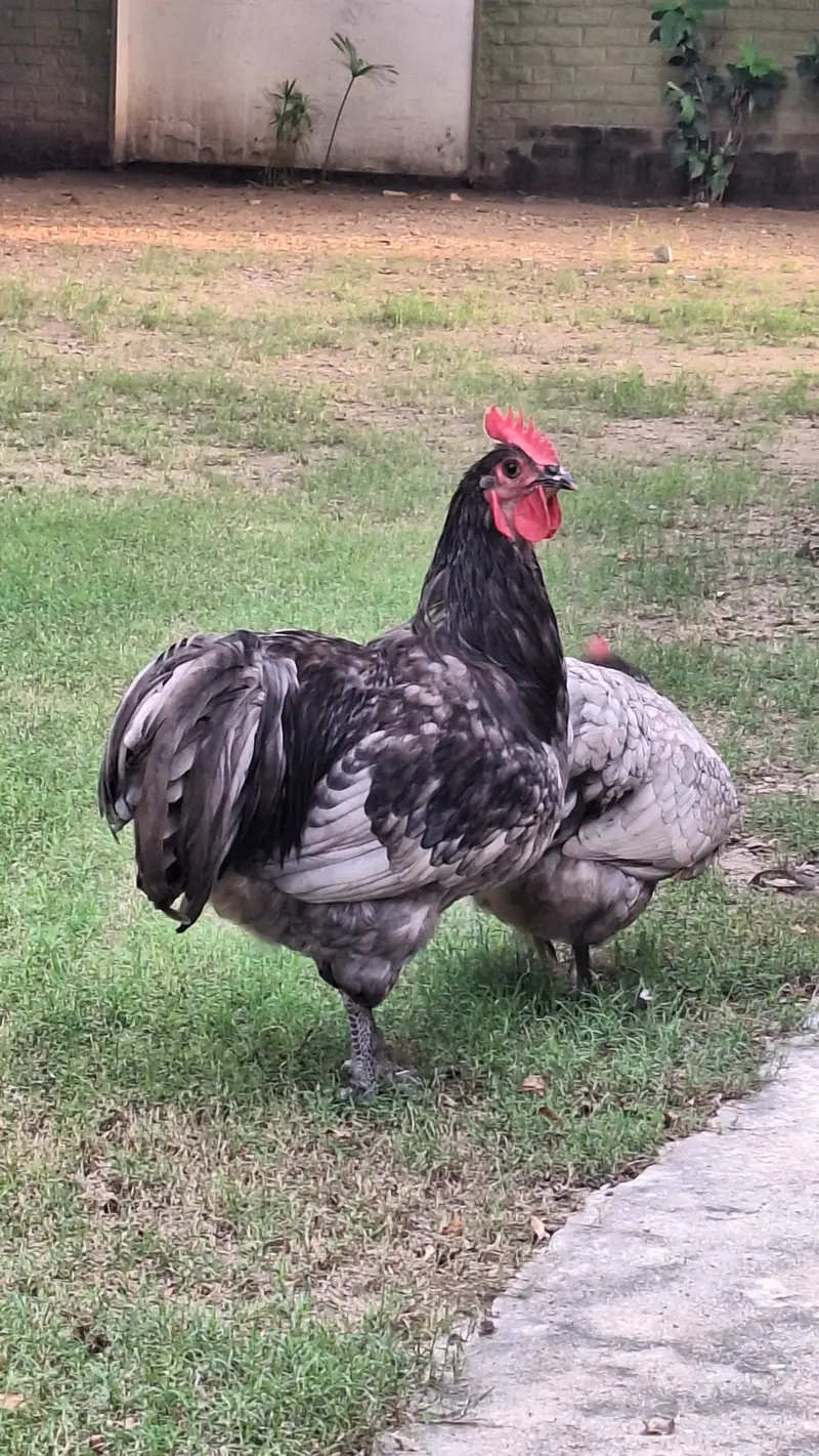 Australorp Heritage Breeders for sale — photo 10