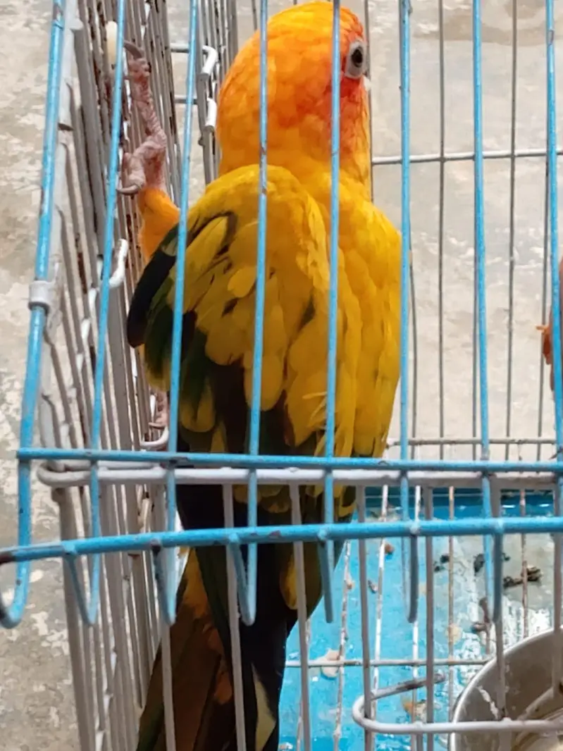 Single Sun Conure Parrot Female — photo 2