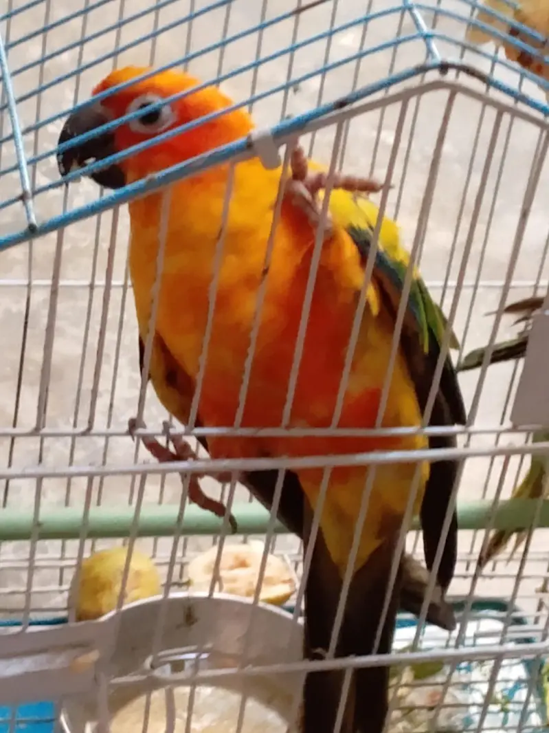 Single Sun Conure Parrot Female — photo 3