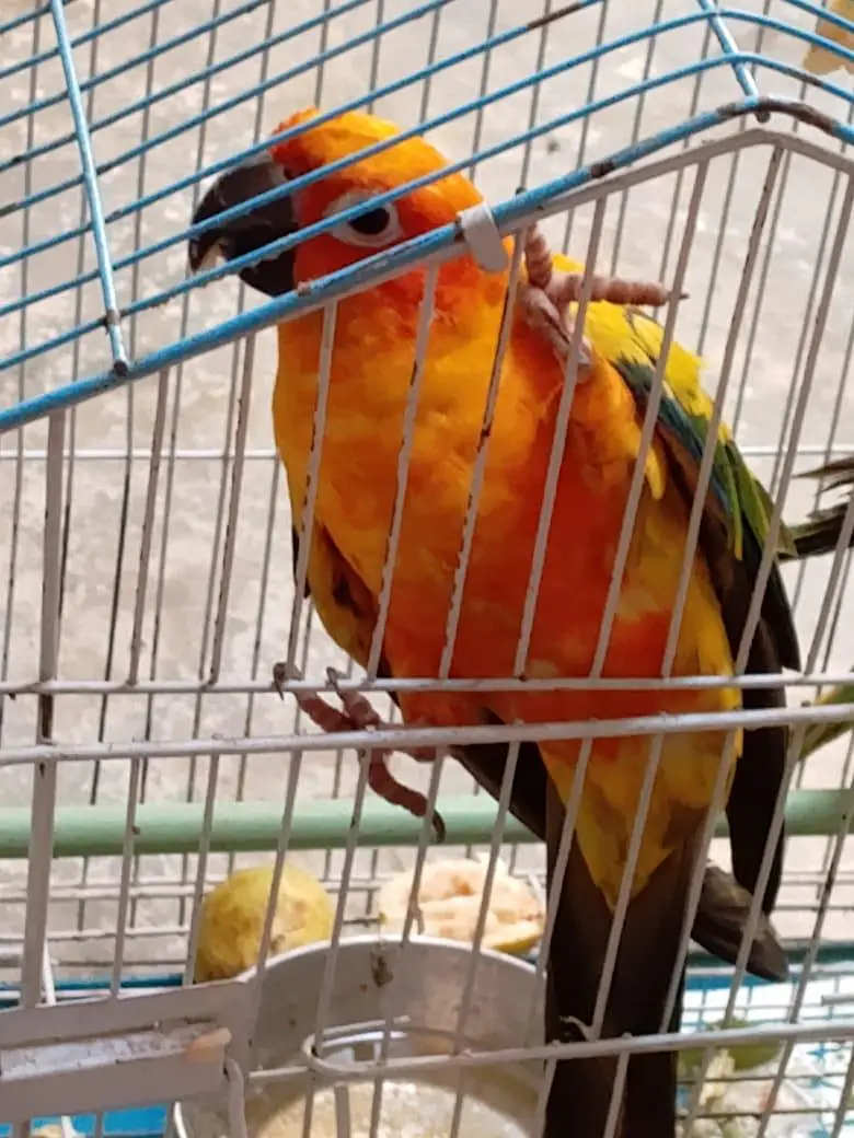 Single Sun Conure Parrot Female — photo 4