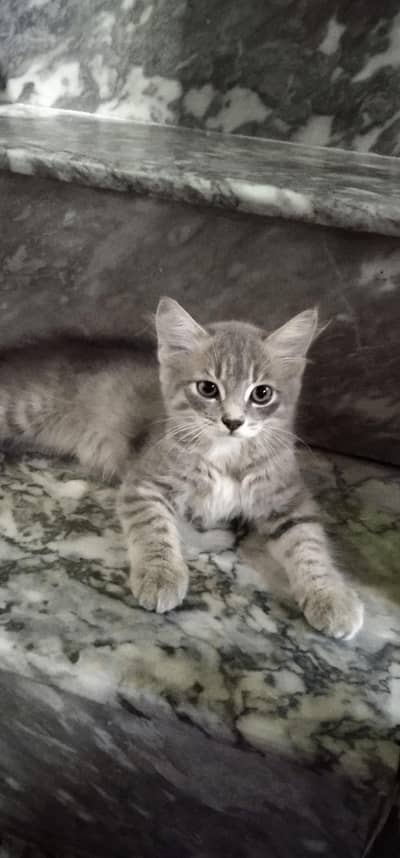 Percian Male kitten for sale