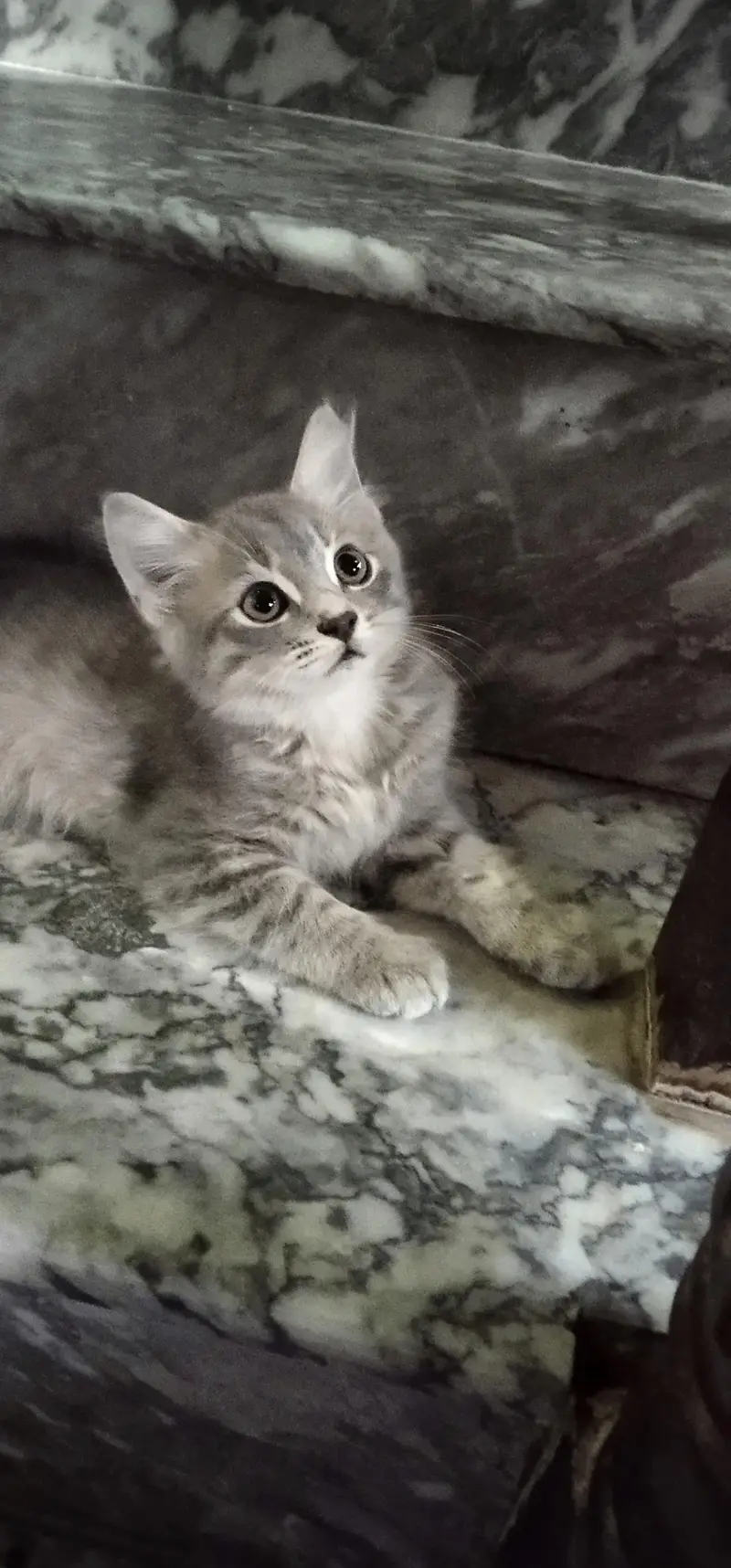 Percian Male kitten for sale — photo 2
