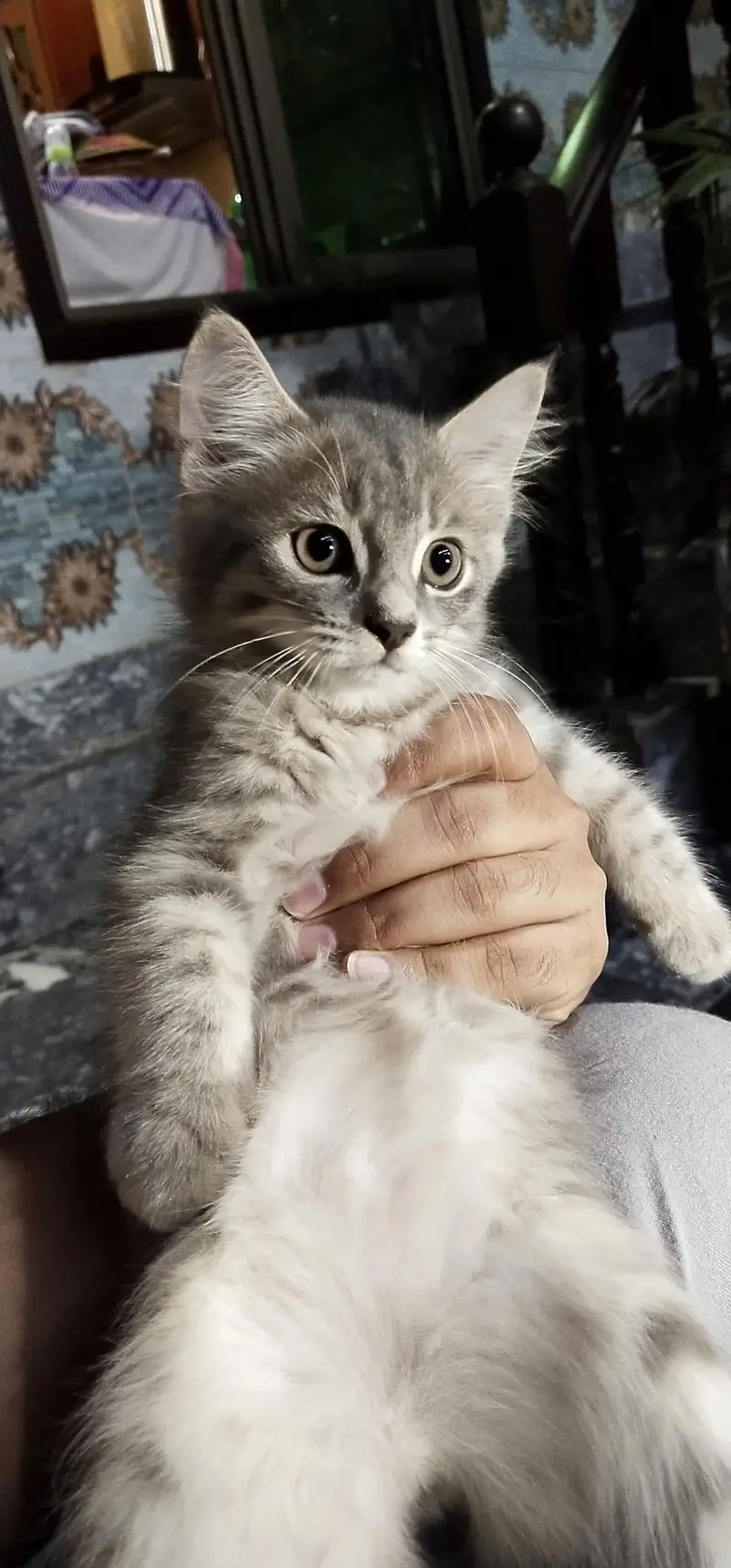 Percian Male kitten for sale — photo 3