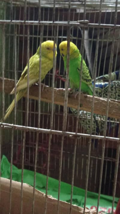 bajri parrot