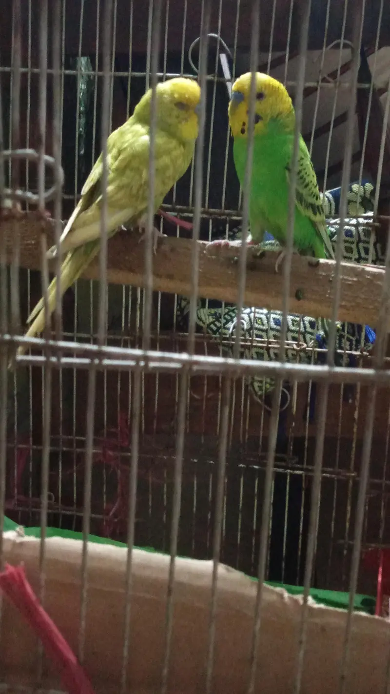bajri parrot — photo 2