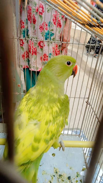 Beautiful parrot for sale 92 3282635212