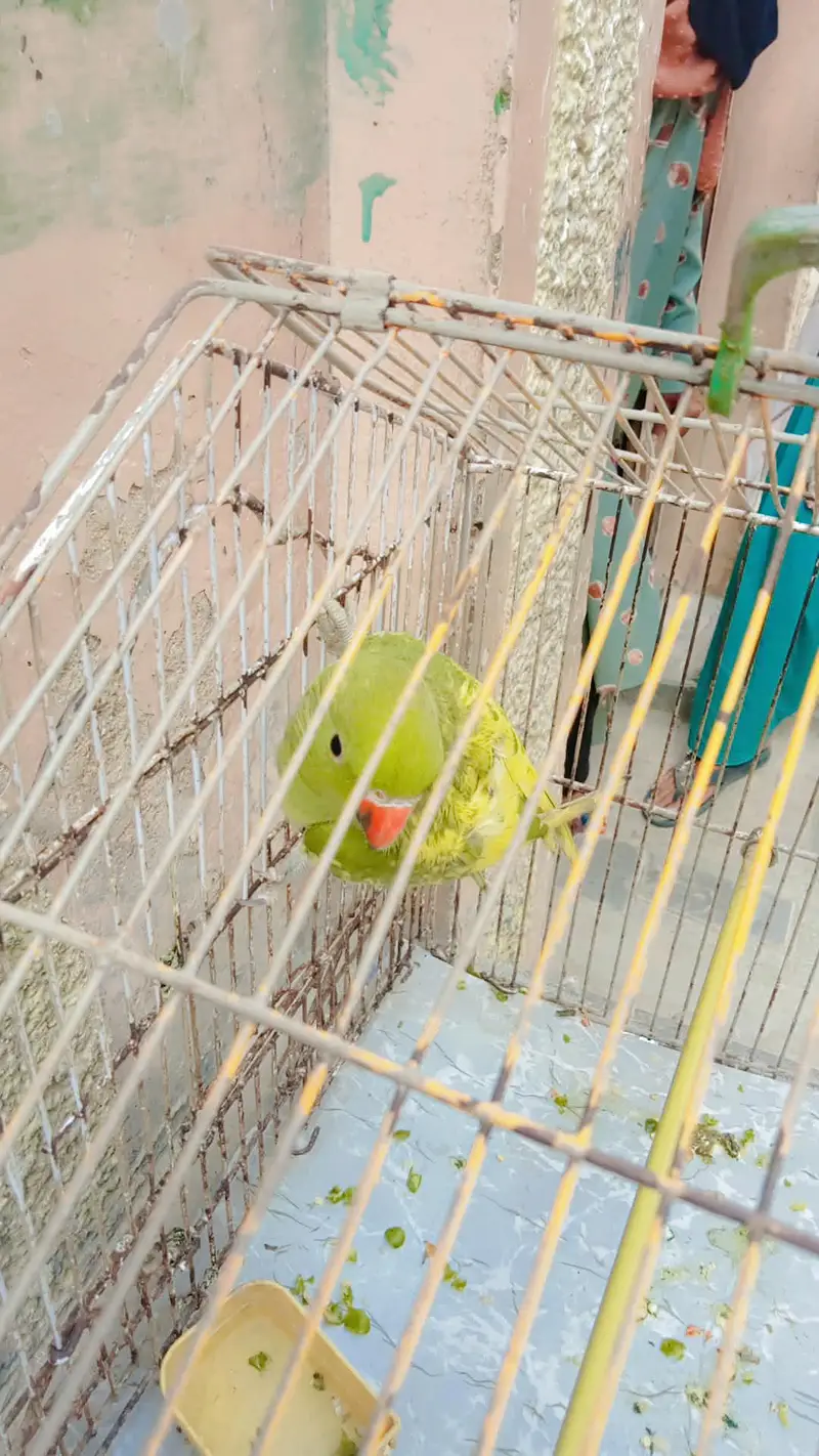 Beautiful parrot for sale 92 3282635212 — photo 2