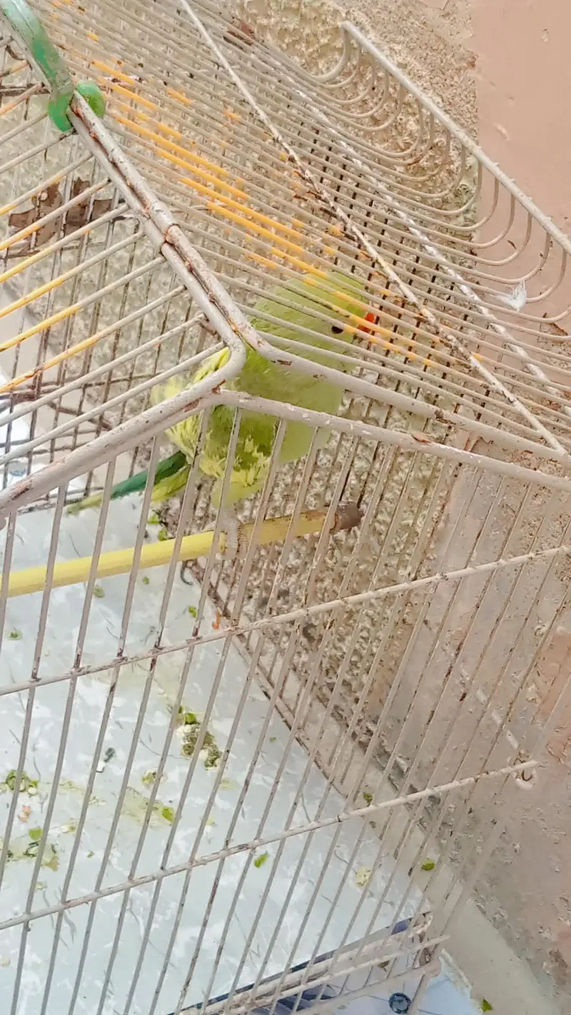 Beautiful parrot for sale 92 3282635212 — photo 3