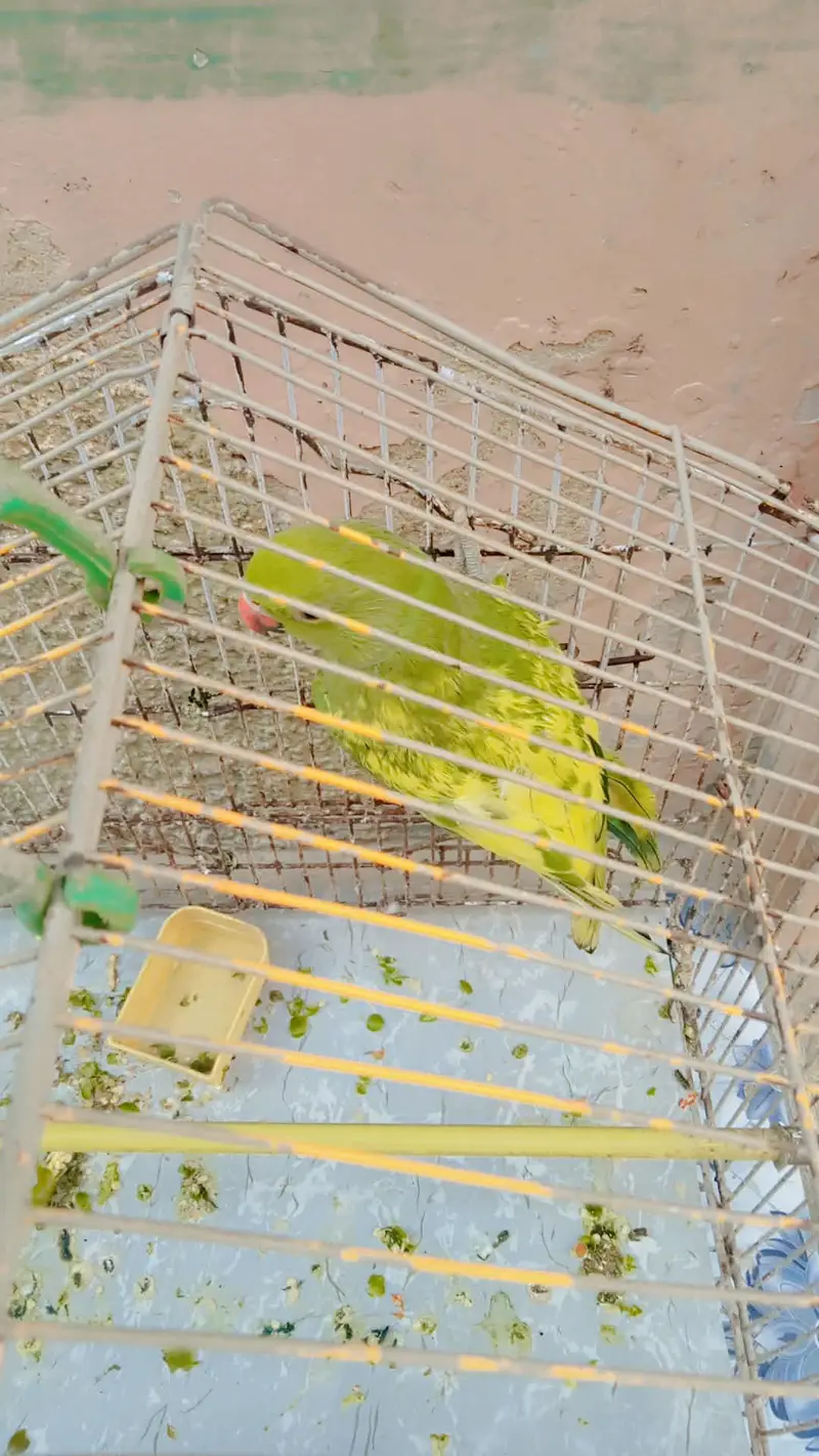 Beautiful parrot for sale 92 3282635212 — photo 4