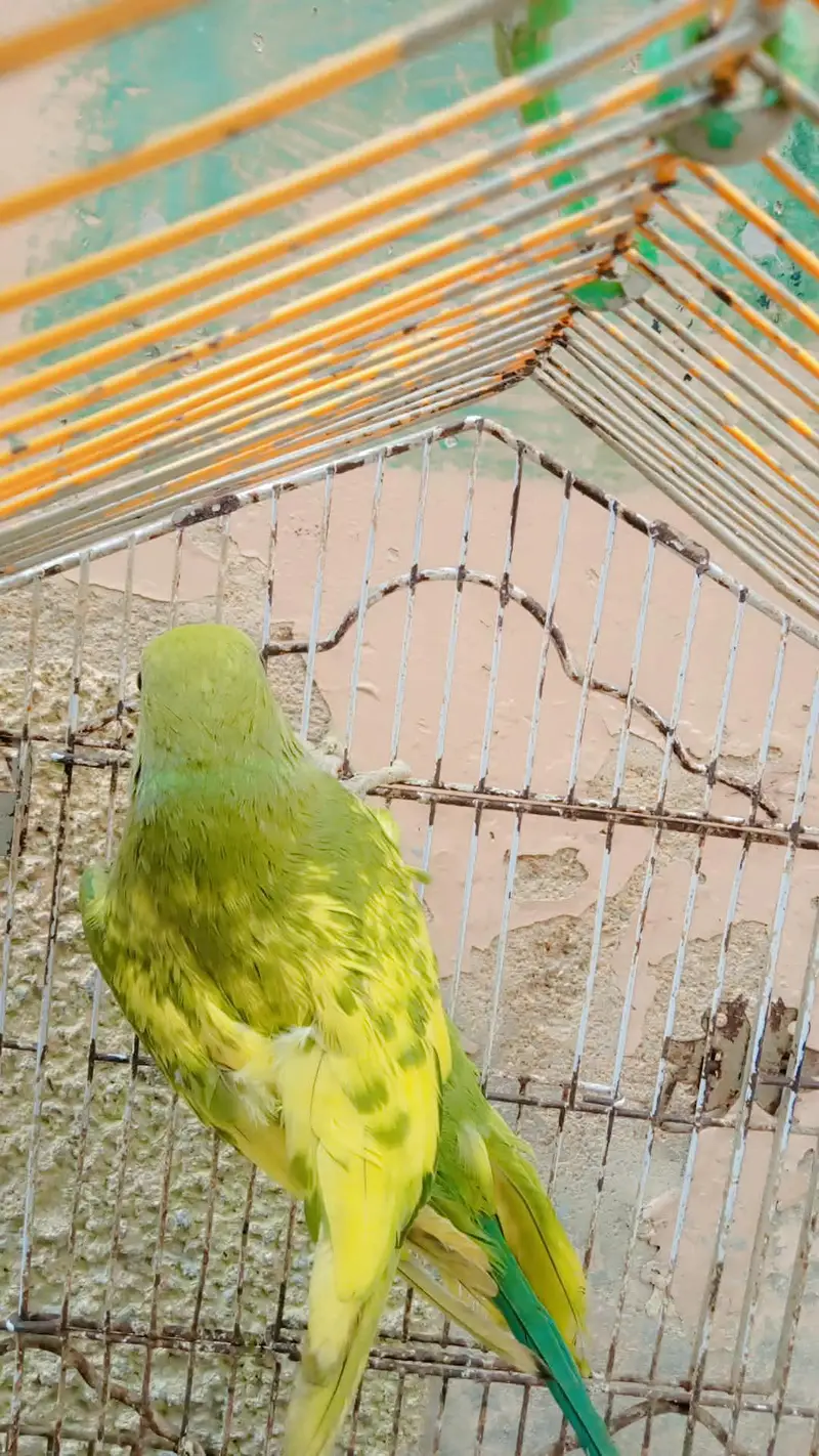 Beautiful parrot for sale 92 3282635212 — photo 5