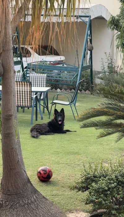 Black German shepherd