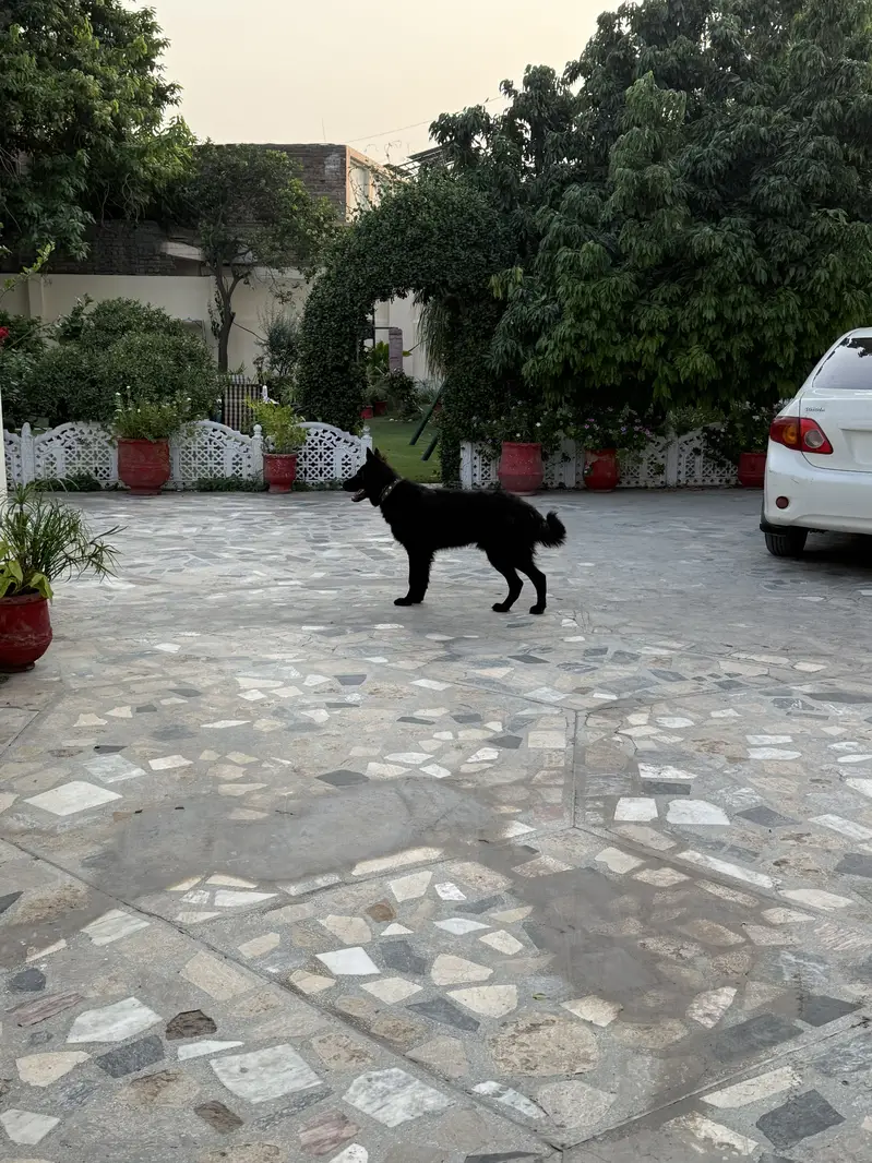 Black German shepherd — photo 2