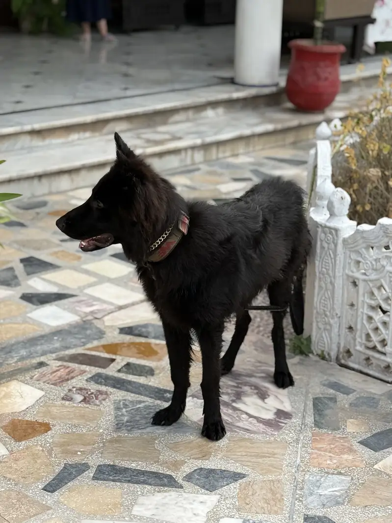 Black German shepherd — photo 3