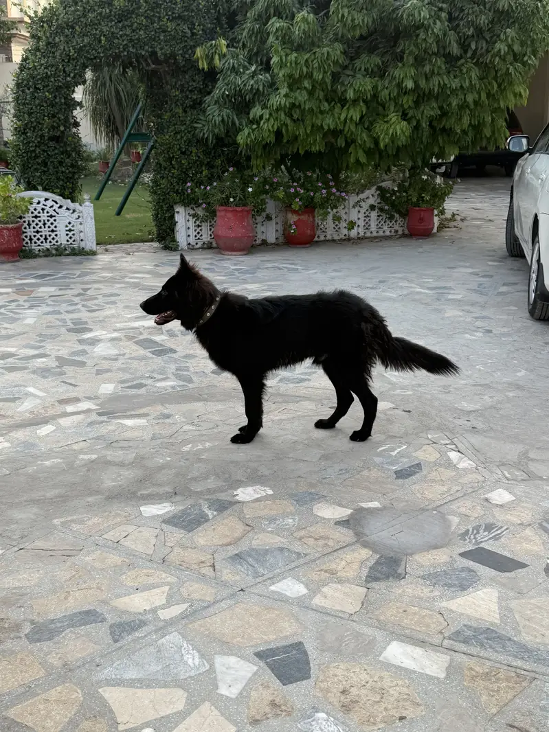 Black German shepherd — photo 4