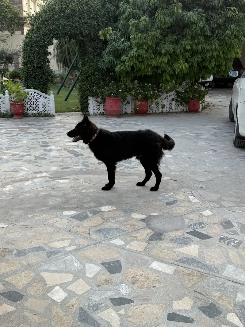 Black German shepherd — photo 5