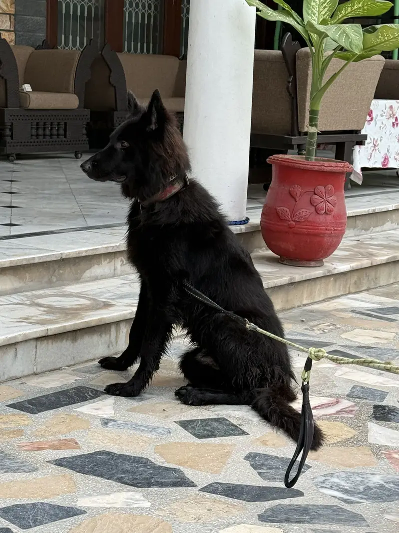 Black German shepherd — photo 6