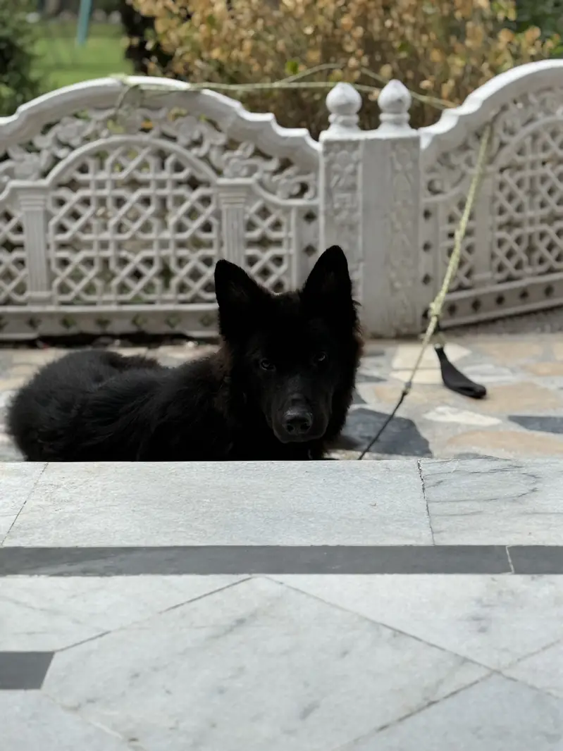 Black German shepherd — photo 7