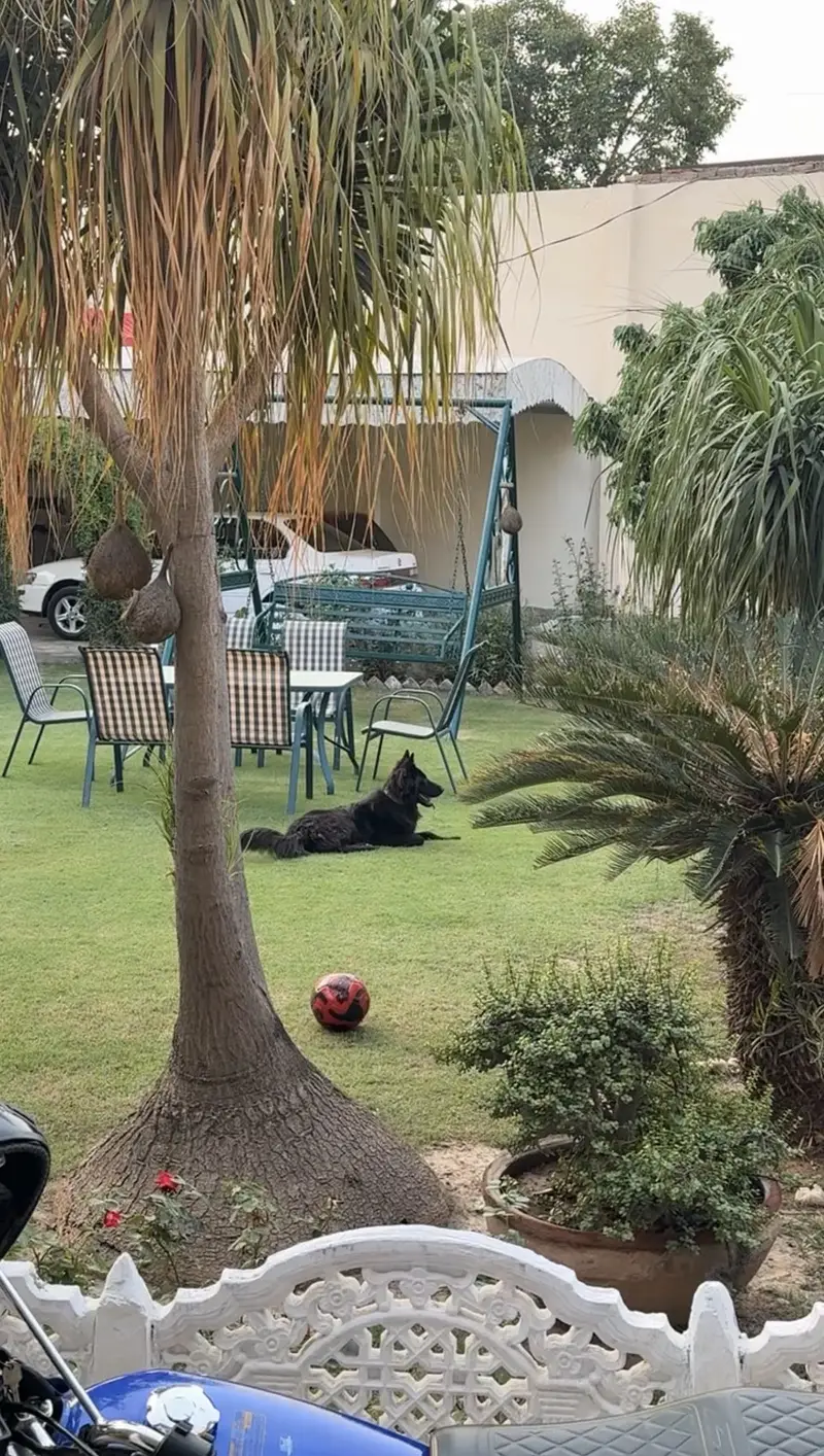 Black German shepherd — photo 8