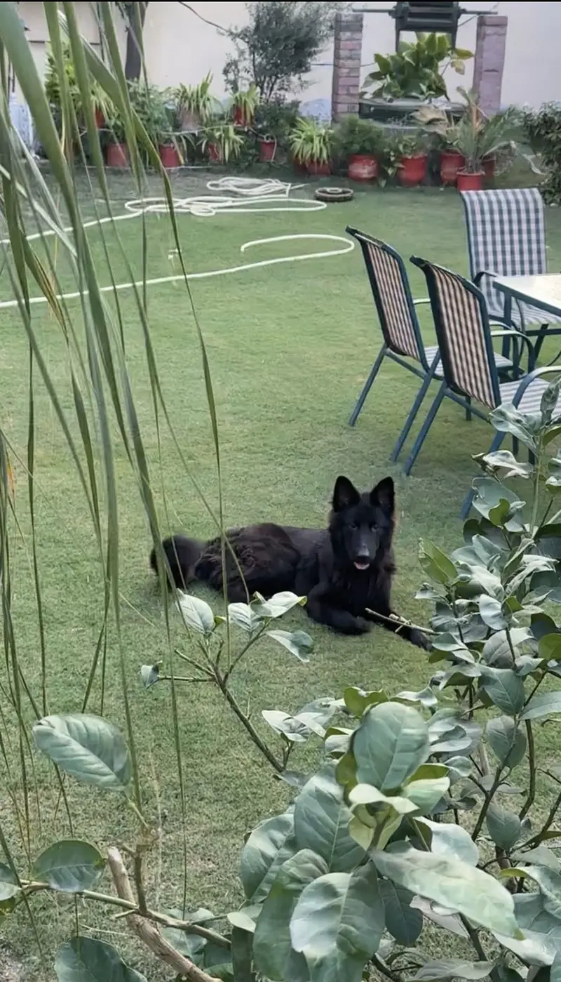 Black German shepherd — photo 9