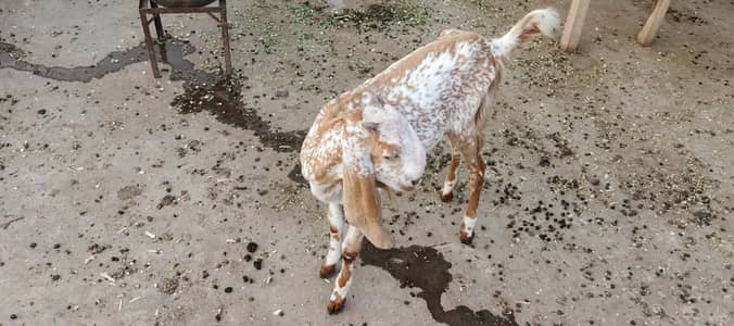 bakri