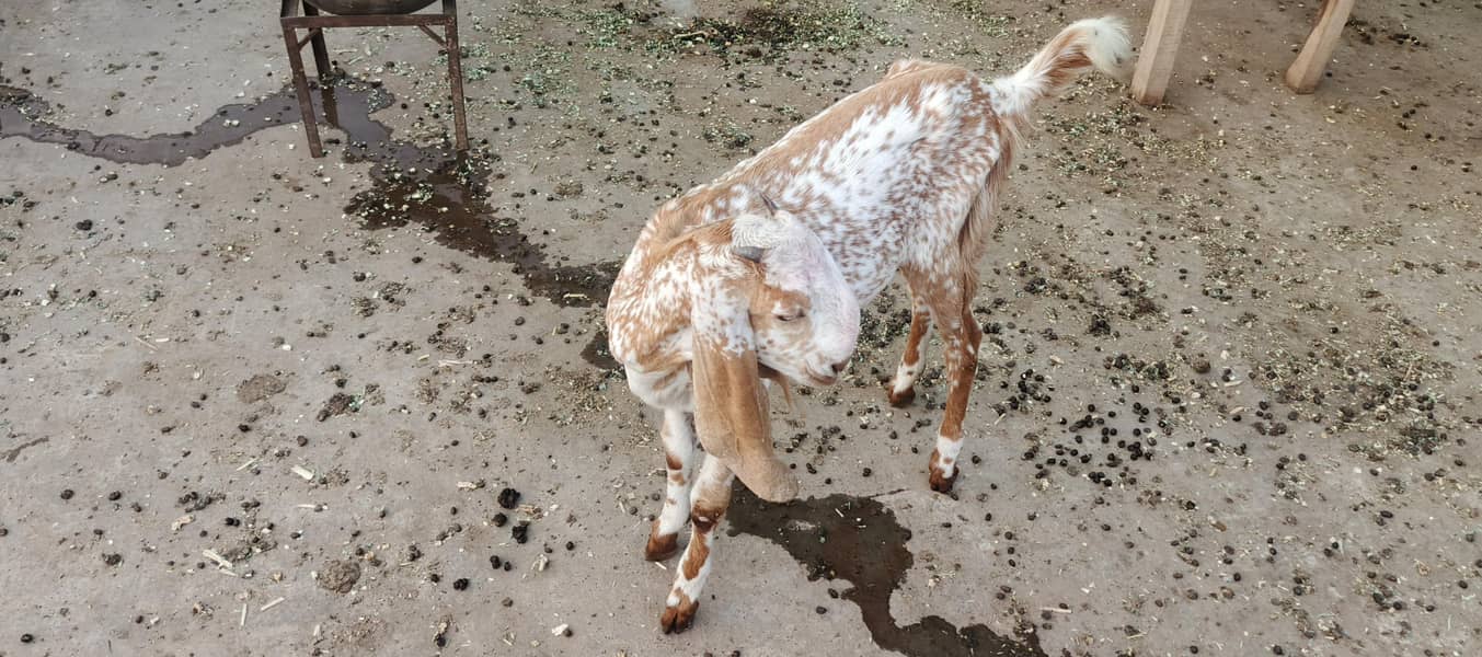 bakri 0