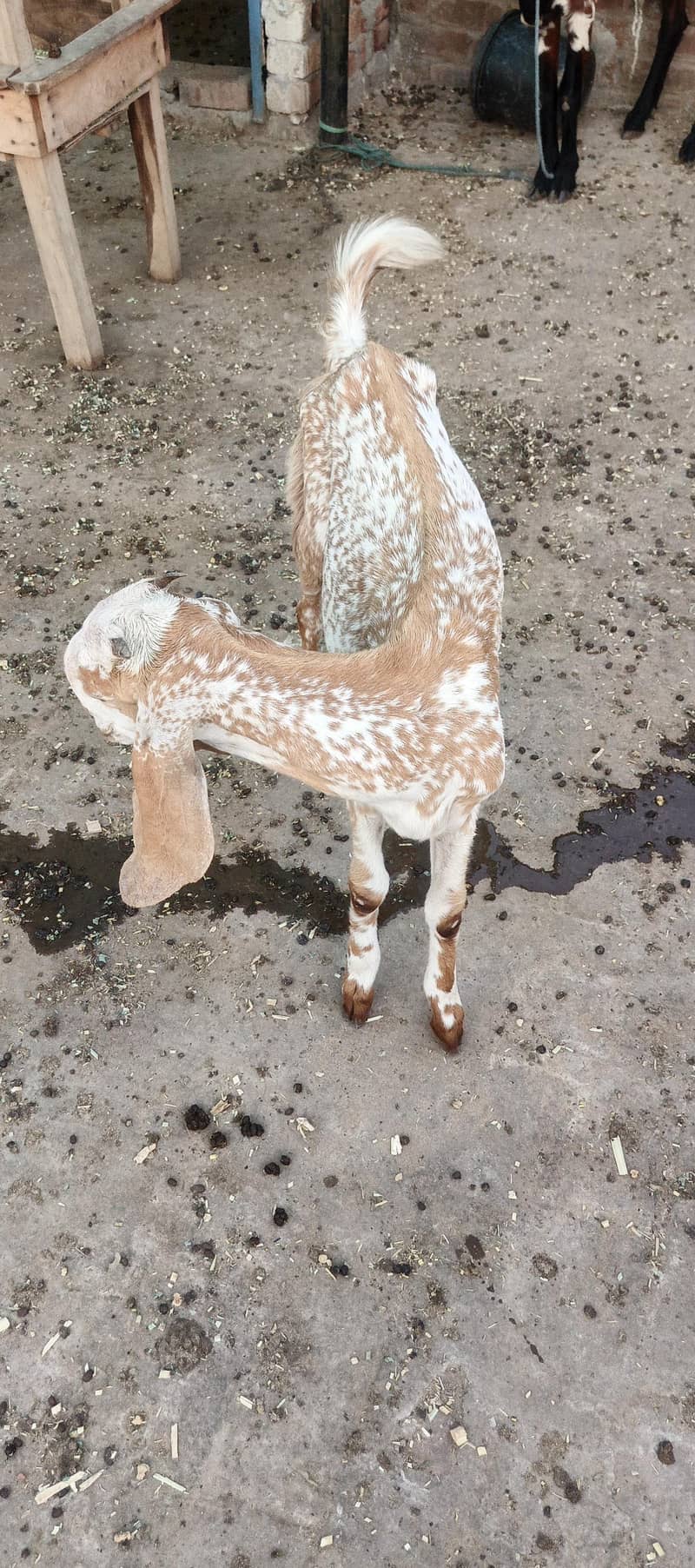 bakri 1