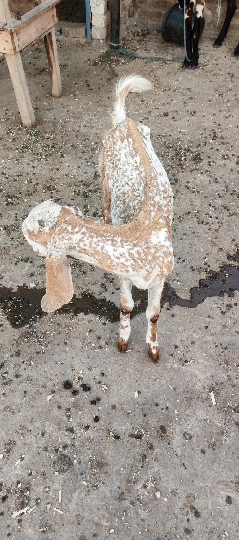 bakri — photo 2