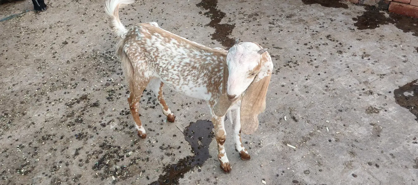 bakri — photo 3