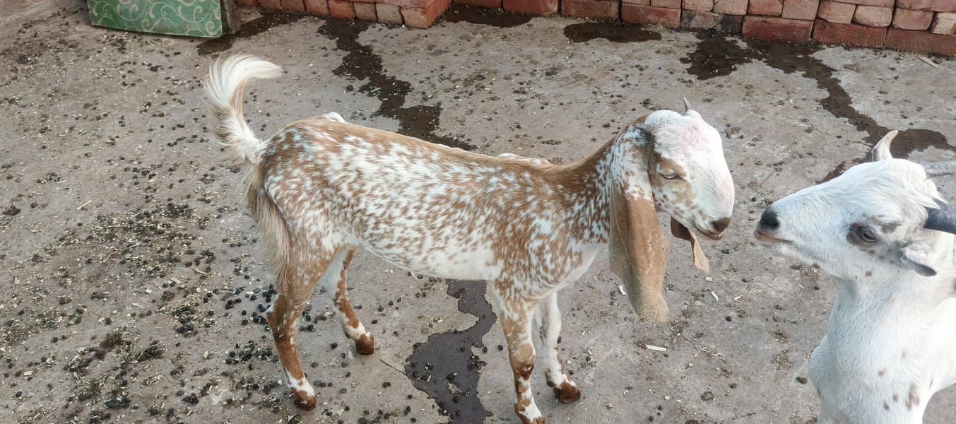 bakri 3
