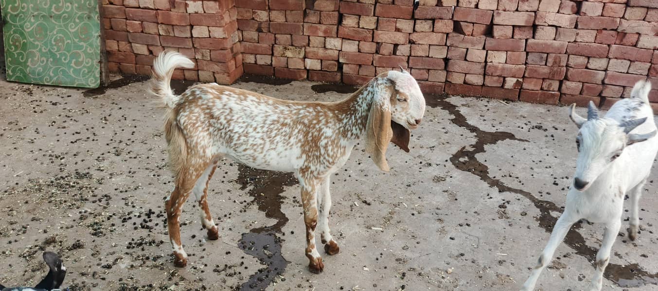 bakri 4