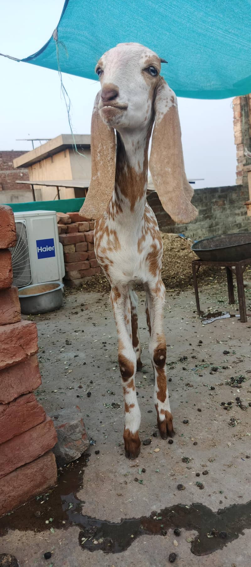 bakri 5