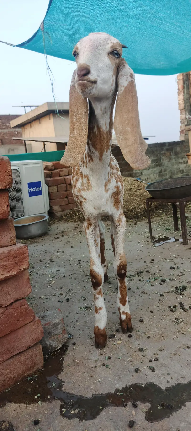 bakri — photo 6