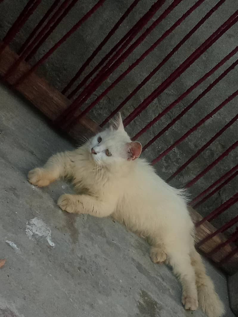 Persian cat 0