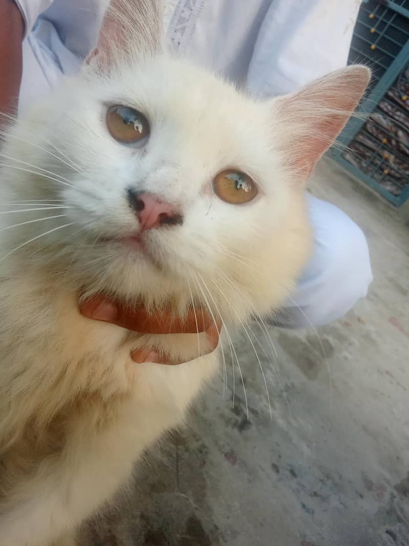 Persian cat 1