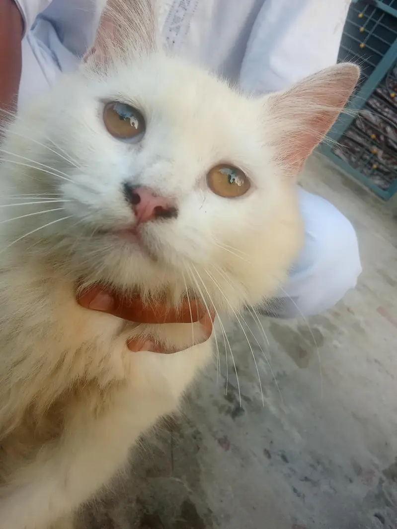 Persian cat — photo 2
