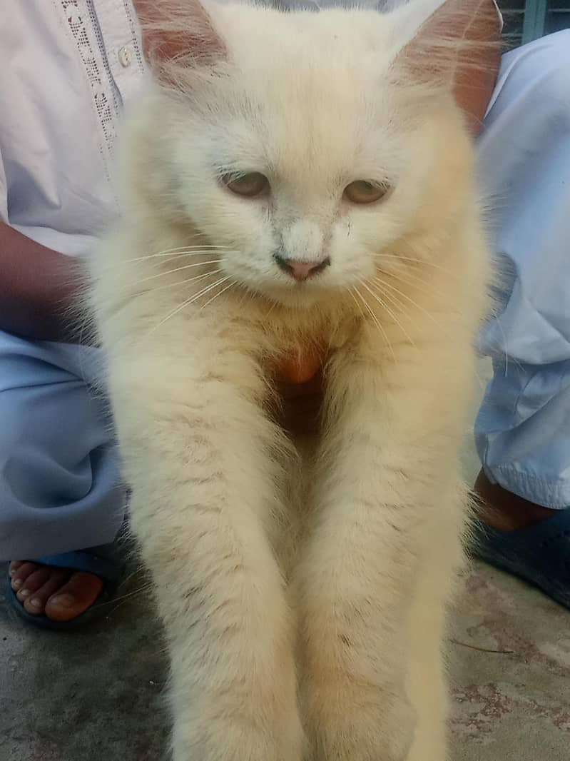 Persian cat 2