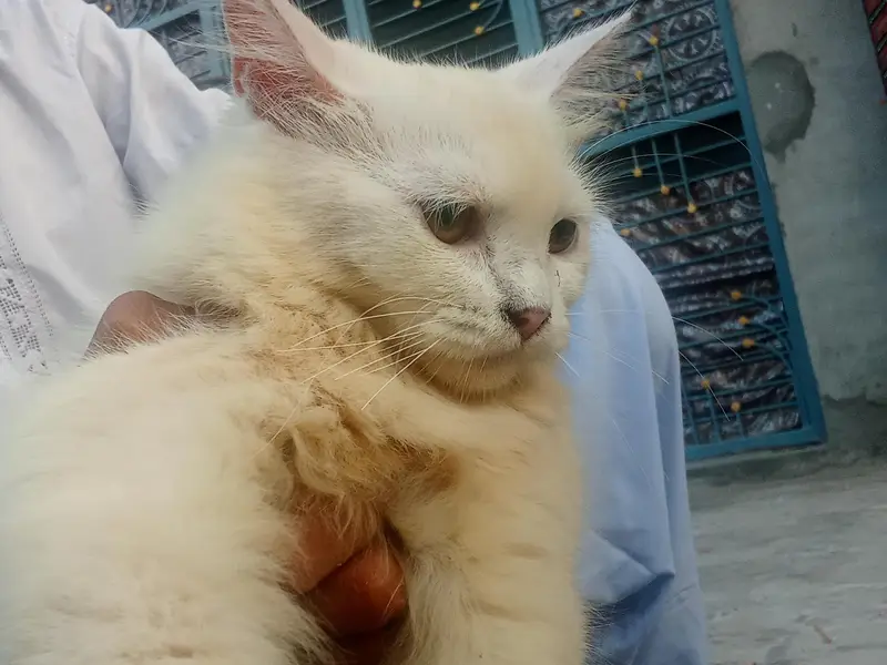 Persian cat — photo 4