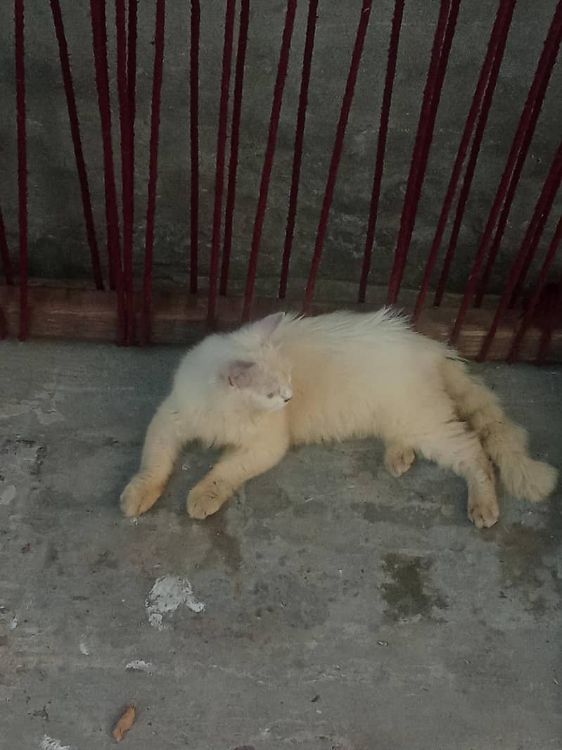 Persian cat 4