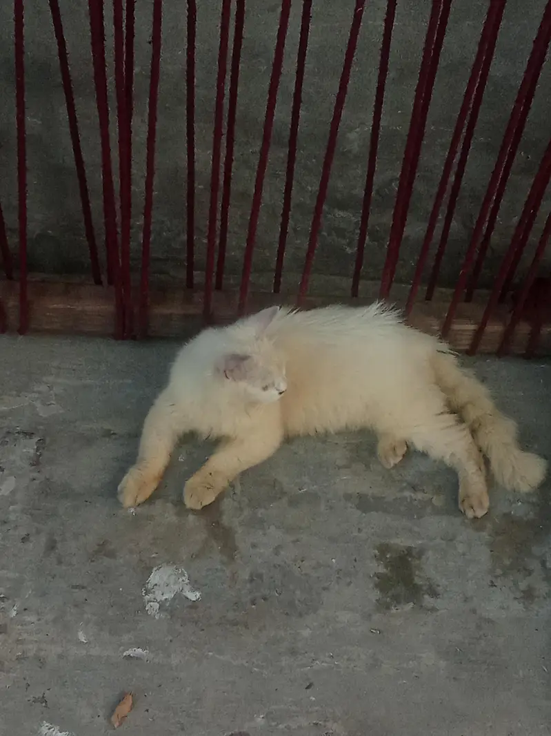 Persian cat — photo 5