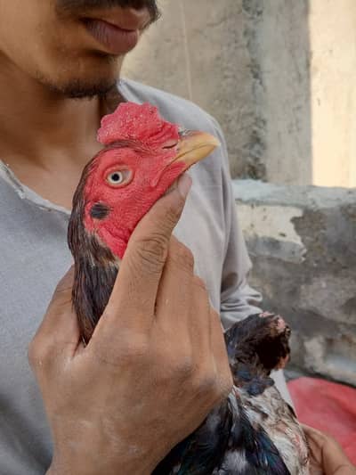 Lakha Aseel Murgha for Sale