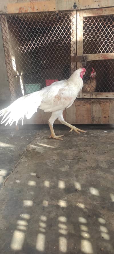 Indian parrot beak long tail aseel patha