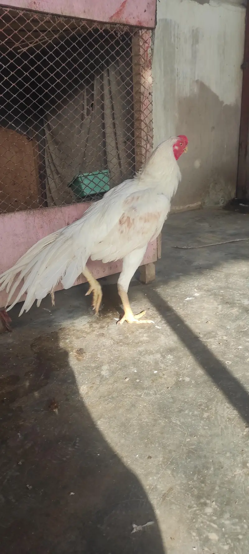 Indian parrot beak long tail aseel patha — photo 3