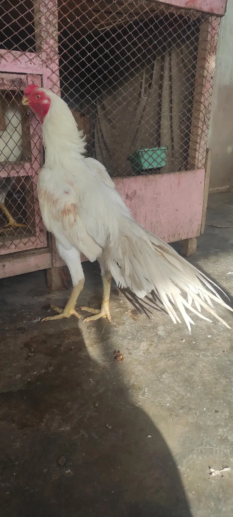 Indian parrot beak long tail aseel patha — photo 4