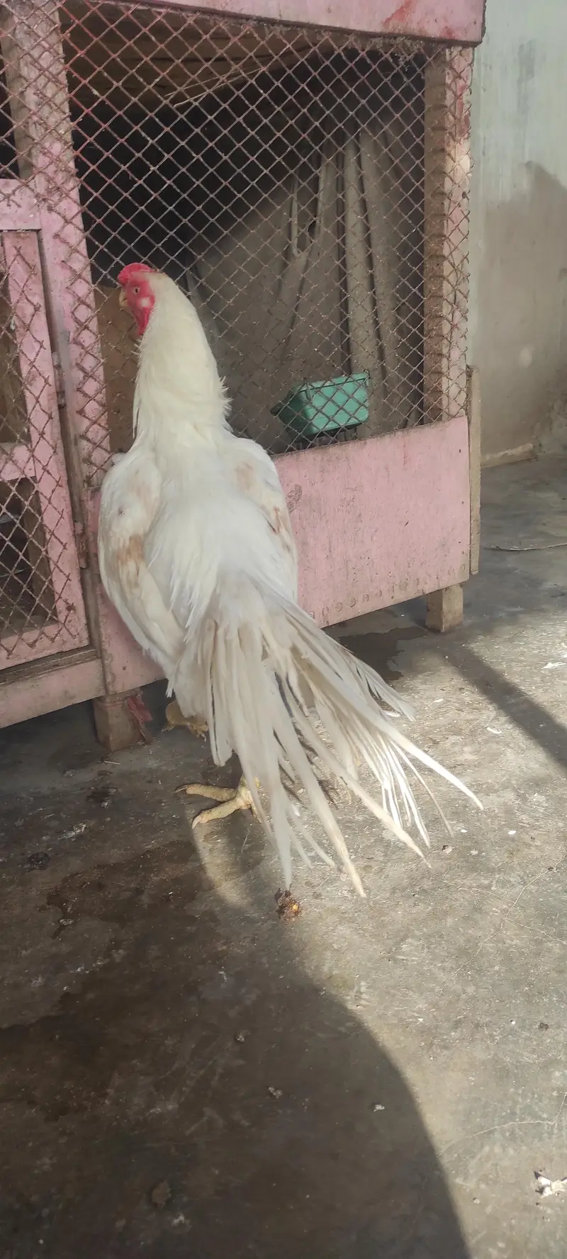 Indian parrot beak long tail aseel patha — photo 6