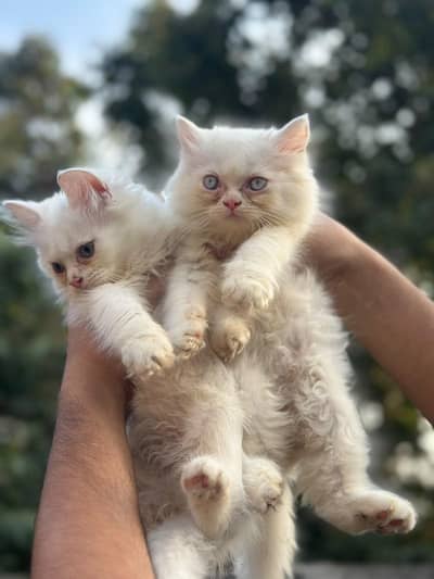 Punch face triple coat kittens