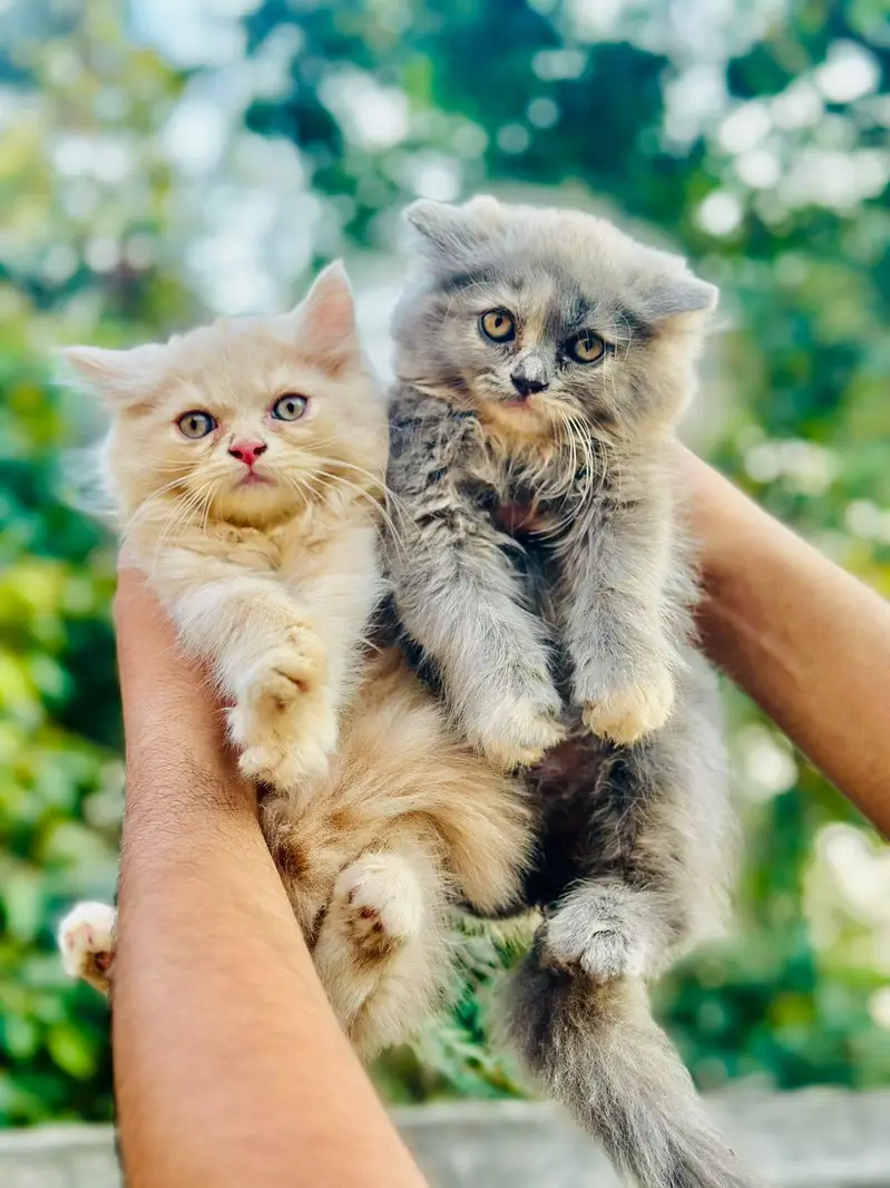 Punch face triple coat kittens — photo 2