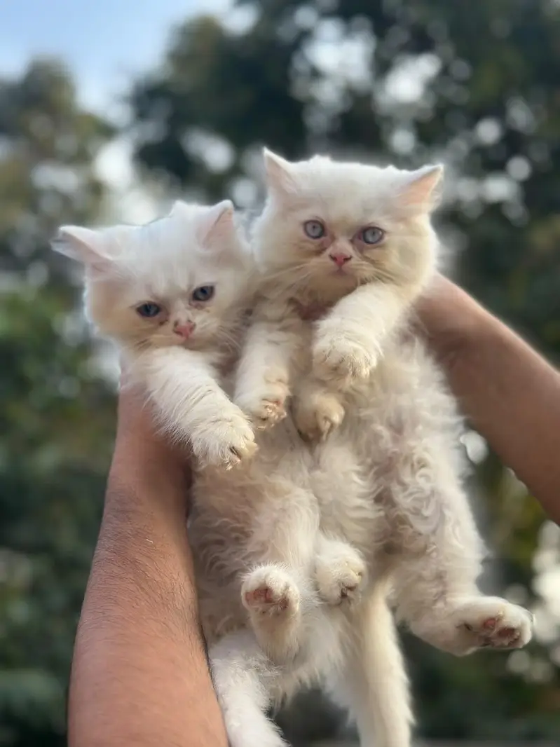 Punch face triple coat kittens — photo 3